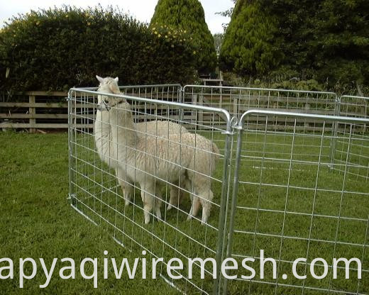 hot sale galvanized sheep wire mesh portable fence panel/corral panel/alpaca panel( factory )